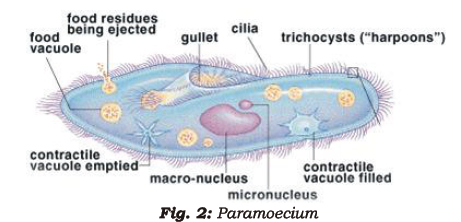 Class 7 Science Nutrition in Animals Chapter Notes.