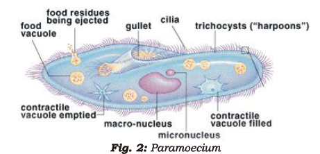 class_7_science_useful_040