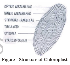 class_7_science_useful_046