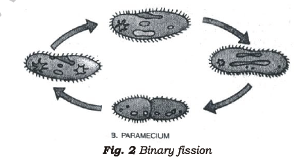 class_7_science_useful_050