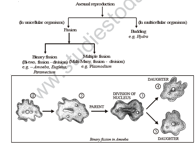 CBSE Class 8 Science Reproduction in Animals Notes