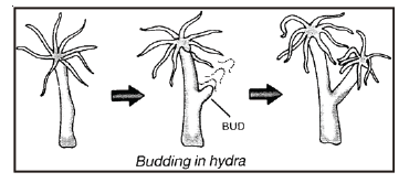 CBSE Class 8 Science Reproduction in Animals Notes