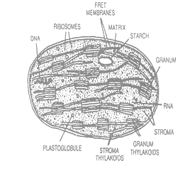 CBSE Class 9 Science The Fundamental Unit Of Life Notes