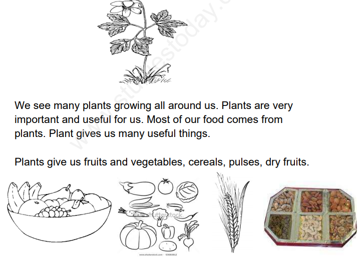 CBSE Class 1 EVS Plants Around Us Assignment