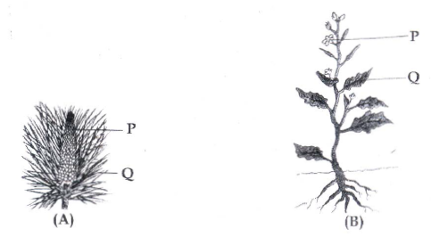 CBSE Class 10 Science MCQs Set 11-5