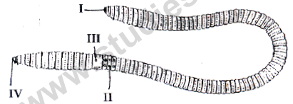 CBSE Class 10 Science MCQs Set 13