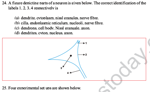 CBSE Class 10 Science MCQs Set 2-18