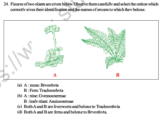 CBSE Class 10 Science MCQs Set 3-15