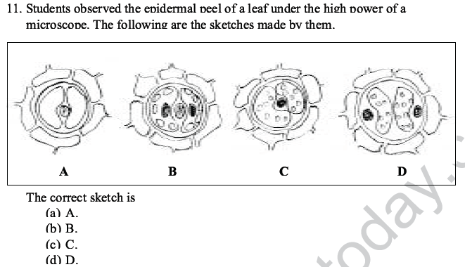 CBSE Class 10 Science MCQs Set 4-8