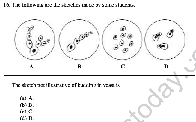 CBSE Class 10 Science MCQs Set 5-11