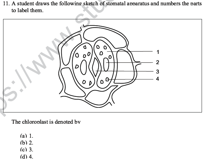 CBSE Class 10 Science MCQs Set 5-8