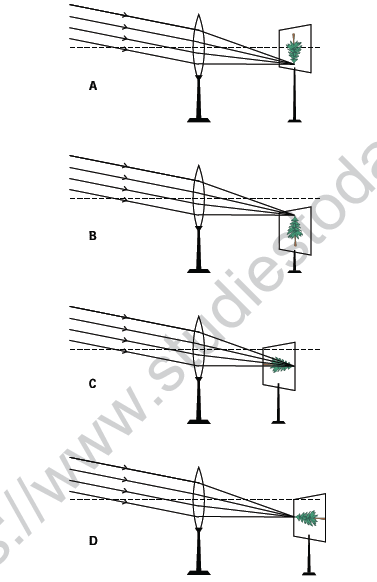 CBSE Class 10 Science MCQs Set 5-