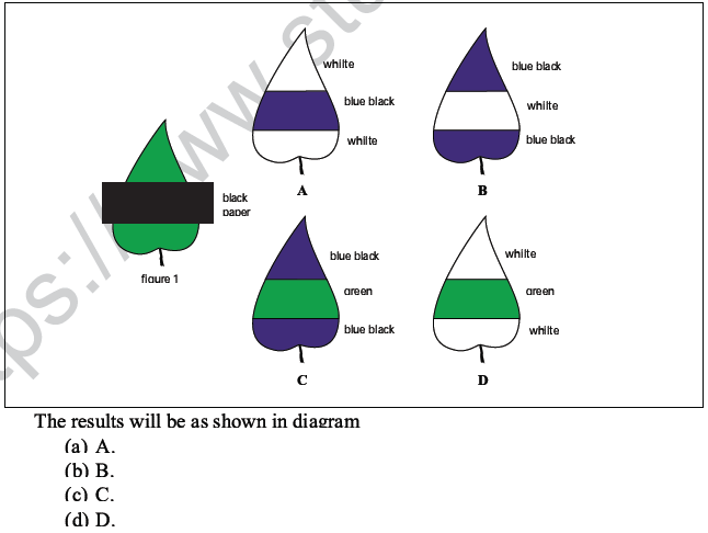 CBSE Class 10 Science MCQs Set 6-11