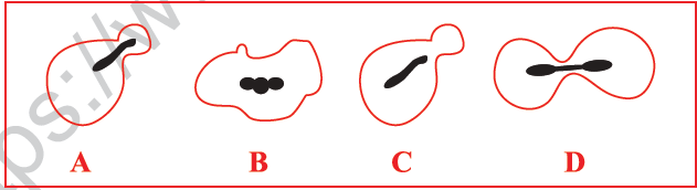 CBSE Class 10 Science MCQs Set 7-16