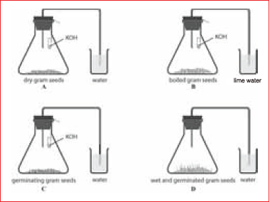 CBSE Class 10 Science MCQs Set 7-25