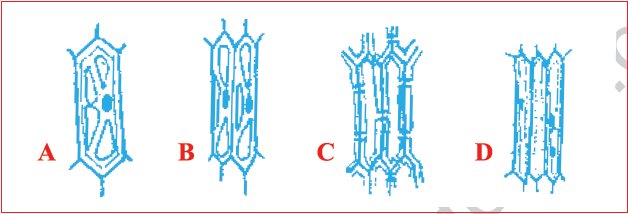 CBSE Class 10 Science MCQs Set 8-2