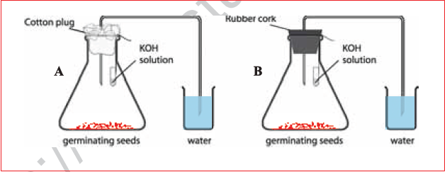 CBSE Class 10 Science MCQs Set 9-30