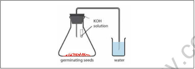 CBSE Class 10 Science MCQs Set 9-5