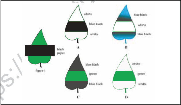 CBSE Class 10 Science MCQs Set 9-6