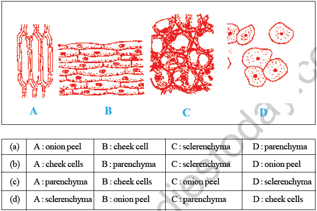 CBSE Class 10 Science MCQs Set 9-9