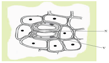 CBSE Class 10 Science MCQs-D