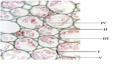 CBSE Class 10 Science MCQs-floo