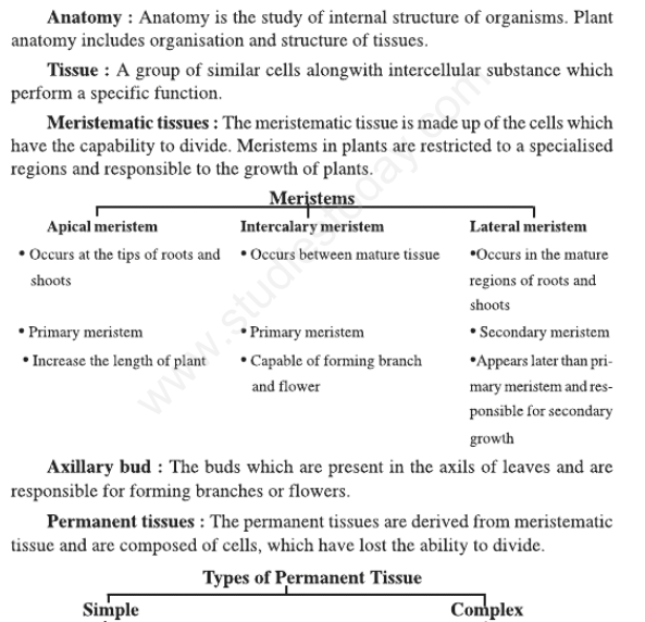 CBSE Class 11 Biology Anatomy of Flowering Plants Concepts