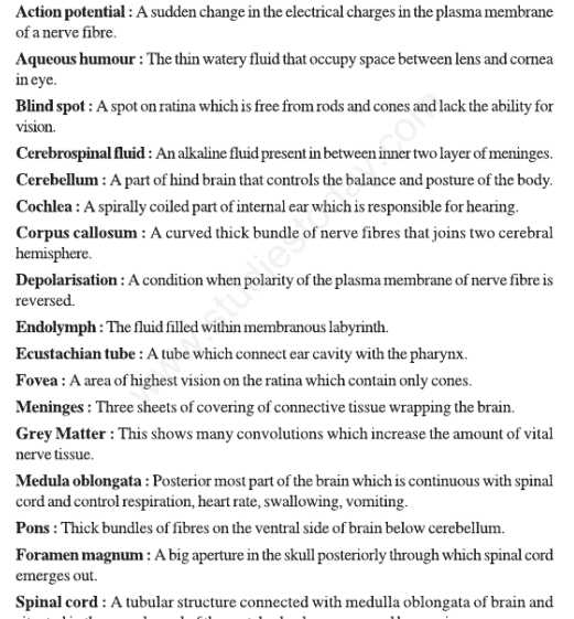 CBSE Class 11 Biology Neural Control and Coordination Concepts