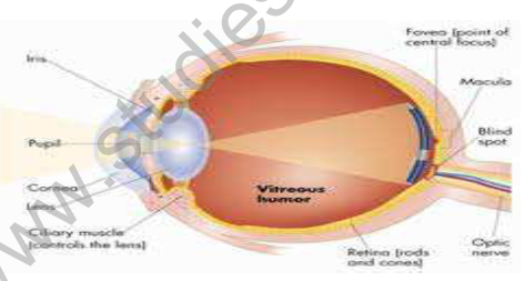 CBSE_ Class_10 Physics_The_Human_Eye_and_The_Colorful_World_1