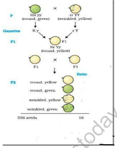 CBSE_Class_10_Biology_Heredity_2