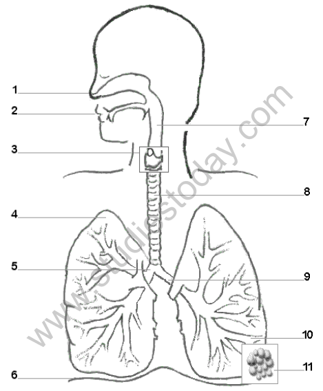 CBSE_Class_10_Biology_Life_Process_3