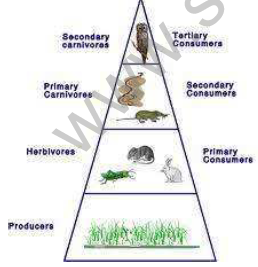 CBSE_Class_10_Biology_Our_Environmeny_1