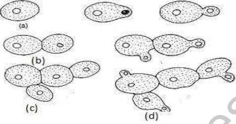 CBSE_Class_10_Biology_organism_4