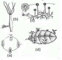 CBSE_Class_10_Biology_organism_6