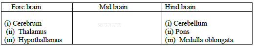 CBSE_Class_10_Science_Control_&_Coordination_1