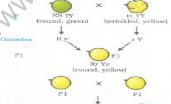 CBSE_Class_10_Science_Heredity_And_Evolution_Set_D_1