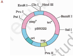 CBSE_Class_12_Biology_Biotechnology_&_its_Application_2