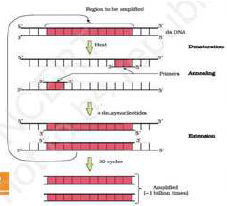 CBSE_Class_12_Biology_Biotechnology_&_its_Application_3