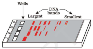 CBSE_Class_12_Biology_Biotechnology_&_its_Application_4