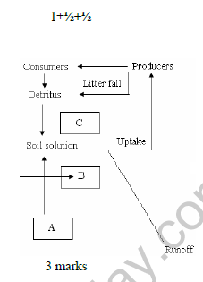 CBSE_Class_12_Biology_Ecosystem_2