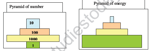 CBSE_Class_12_Biology_Ecosystem_3