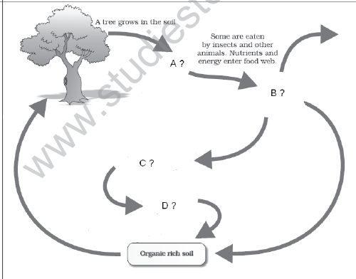 CBSE_Class_12_Biology_Ecosystem_Set_C_1