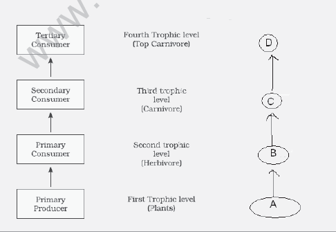 CBSE_Class_12_Biology_Ecosystem_Set_C_3