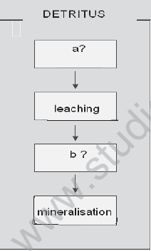 CBSE_Class_12_Biology_Ecosystem_Set_C_4