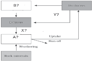 CBSE_Class_12_Biology_Ecosystem_Set_C_5