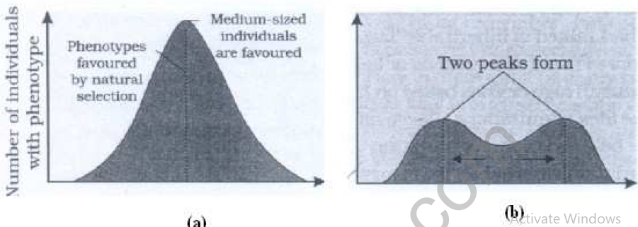 CBSE_Class_12_Biology_Evolution_1