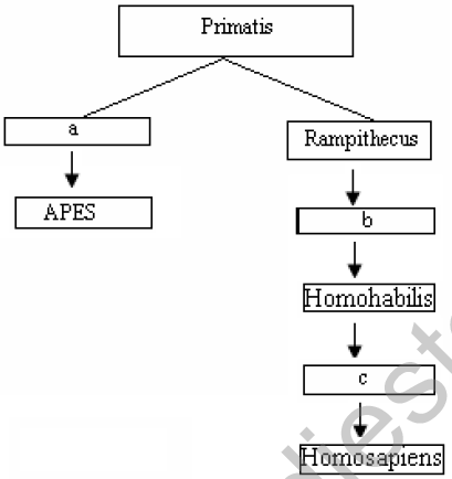 CBSE_Class_12_Biology_Evolution_3