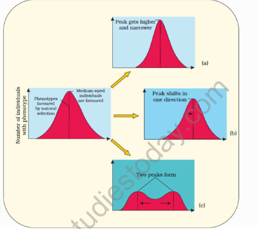 CBSE_Class_12_Biology_Evolution_Set_B_2