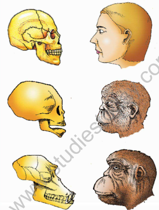 CBSE_Class_12_Biology_Evolution_Set_B_3