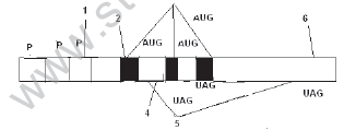 CBSE_Class_12_Biology_Genetic_And_Evolution_11